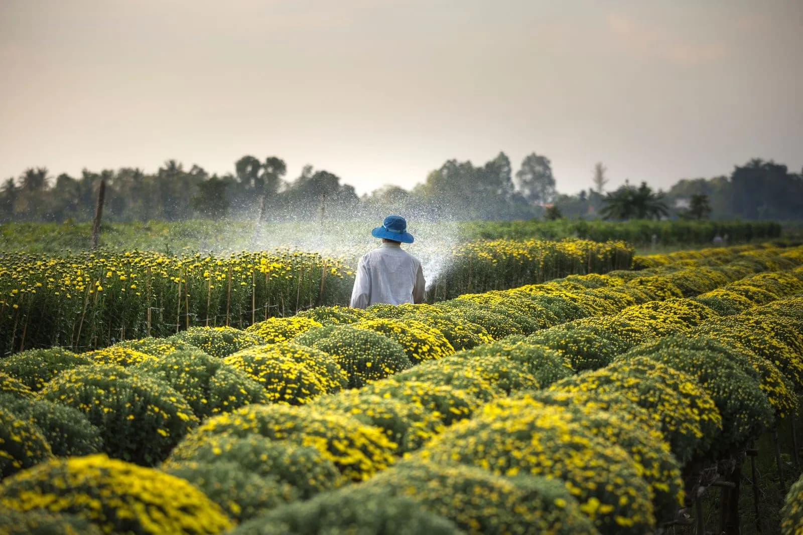 ERP Perkebunan dan Agribisnis: Panduan Lengkap untuk Perusahaan Indonesia